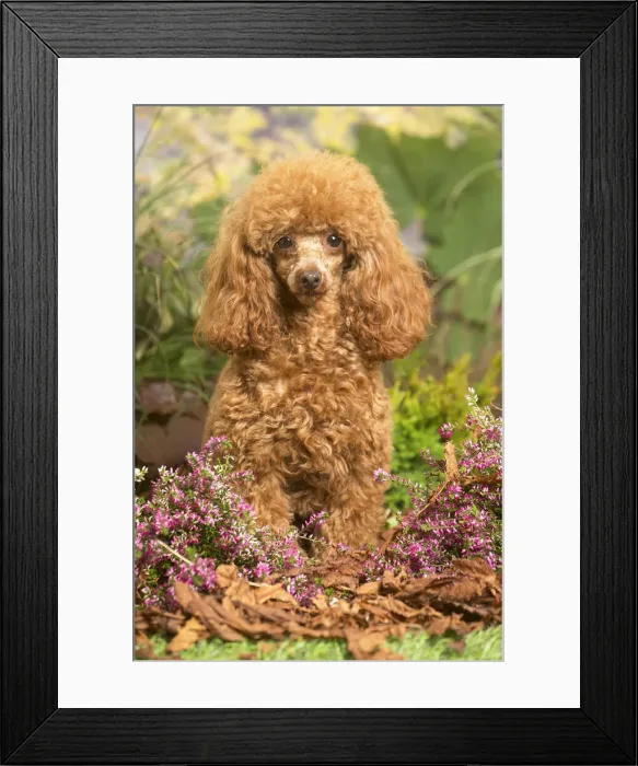 Framed Print : 13132222. Toy Poodle dog outdoors in Autumn Date Framed Print : 13132222. Toy Poodle dog outdoors in Autumn Date