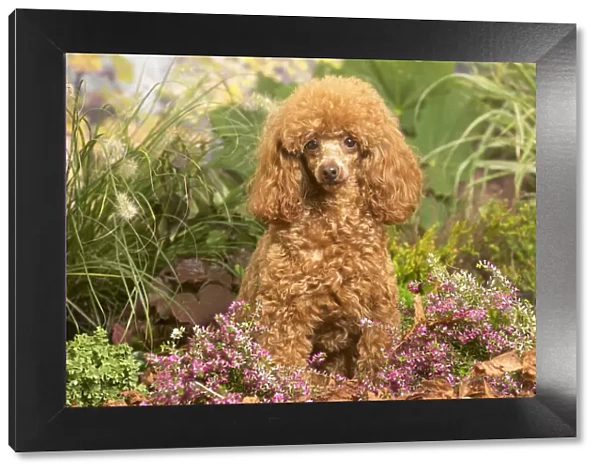 13132223. Toy Poodle dog outdoors in Autumn Date