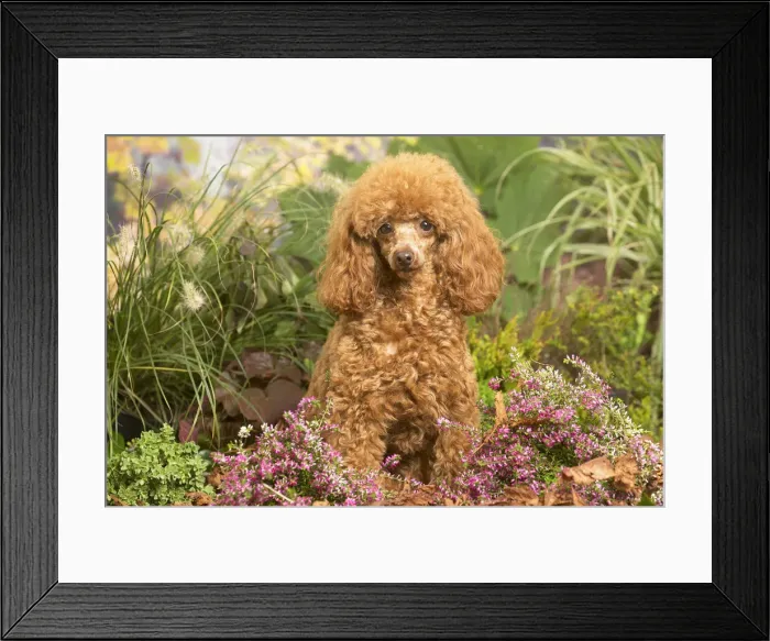 Framed Print : 13132223. Toy Poodle dog outdoors in Autumn Date Framed Print : 13132223. Toy Poodle dog outdoors in Autumn Date