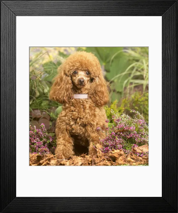 Framed Print : 13132224. Toy Poodle dog outdoors in Autumn Date Framed Print : 13132224. Toy Poodle dog outdoors in Autumn Date