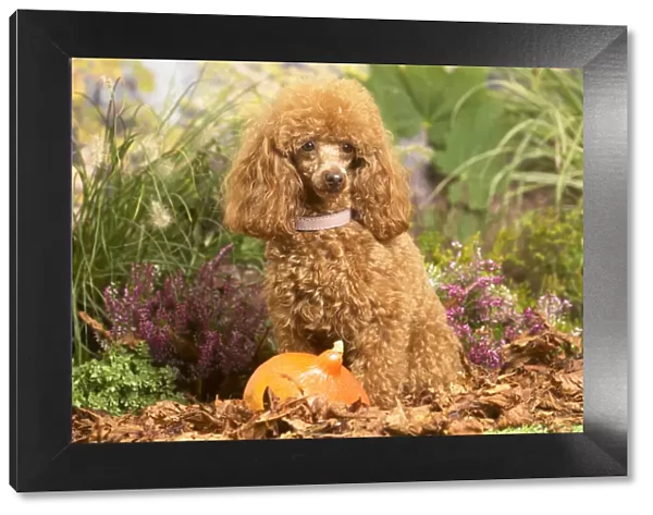 13132225. Toy Poodle dog outdoors in Autumn Date