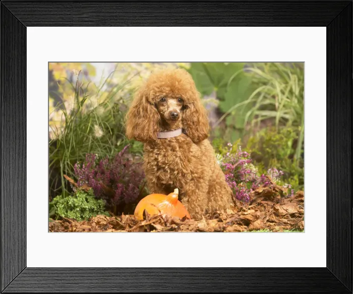 Framed Print : 13132225. Toy Poodle dog outdoors in Autumn Date Framed Print : 13132225. Toy Poodle dog outdoors in Autumn Date