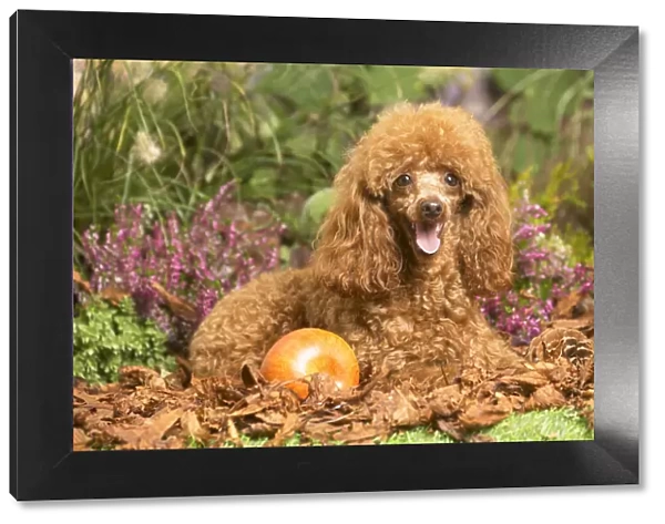 13132227. Toy Poodle dog outdoors in Autumn Date