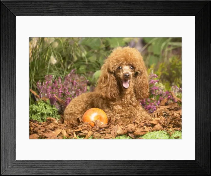 Framed Print : 13132227. Toy Poodle dog outdoors in Autumn Date Framed Print : 13132227. Toy Poodle dog outdoors in Autumn Date