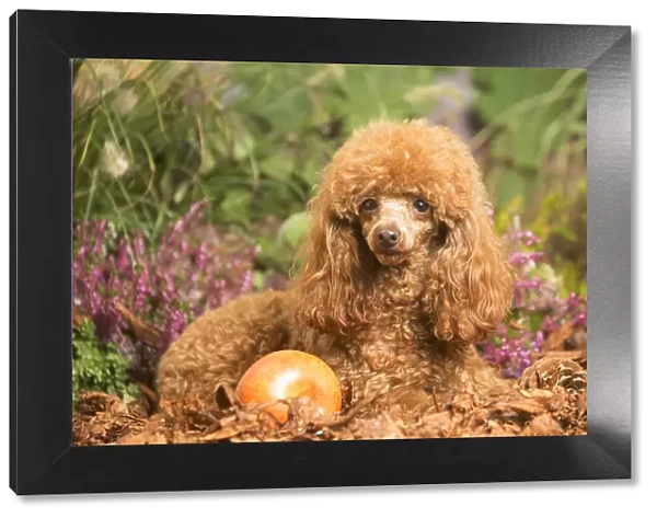 13132226. Toy Poodle dog outdoors in Autumn Date