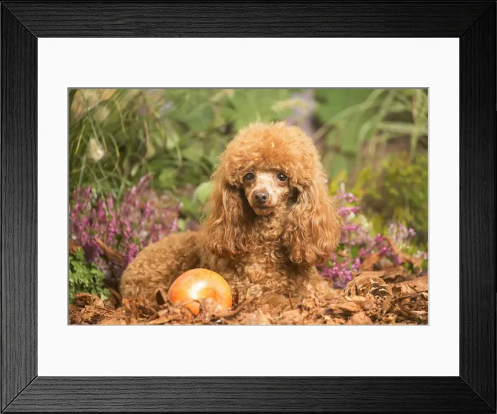 Framed Print : 13132226. Toy Poodle dog outdoors in Autumn Date Framed Print : 13132226. Toy Poodle dog outdoors in Autumn Date