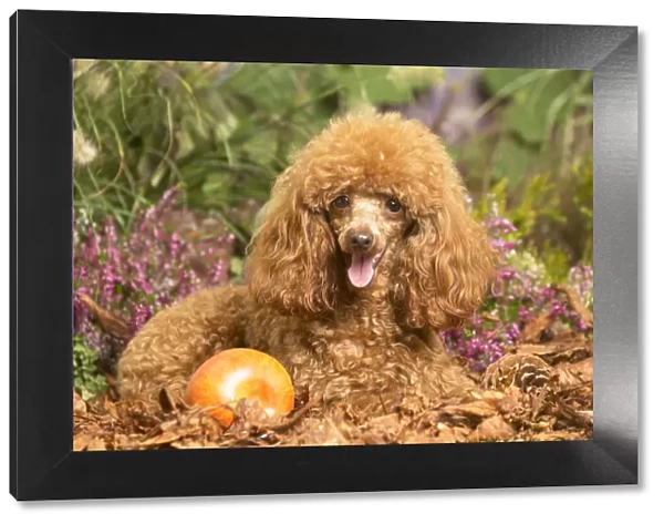 13132228. Toy Poodle dog outdoors in Autumn Date