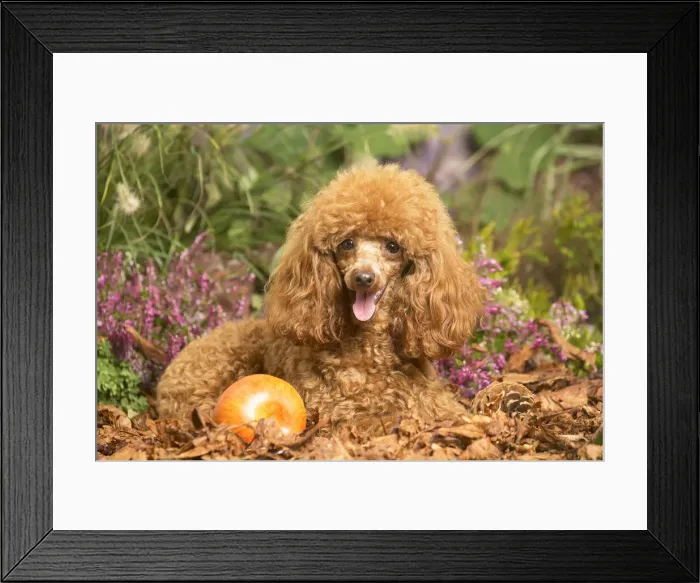 Framed Print : 13132228. Toy Poodle dog outdoors in Autumn Date Framed Print : 13132228. Toy Poodle dog outdoors in Autumn Date