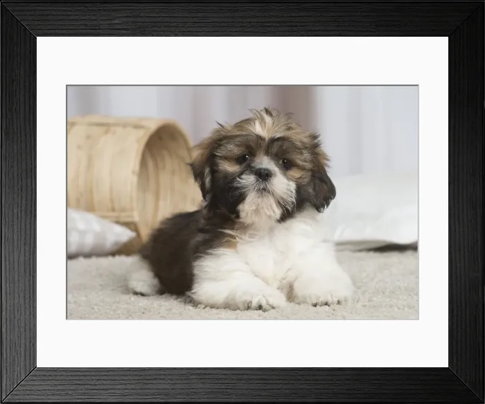 Framed Print : 13132229. Shih Tzu dog indoors Date Framed Print : 13132229. Shih Tzu dog indoors Date