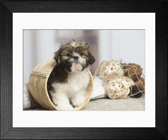 Framed Print : 13132230. Shih Tzu dog indoors Date Framed Print : 13132230. Shih Tzu dog indoors Date