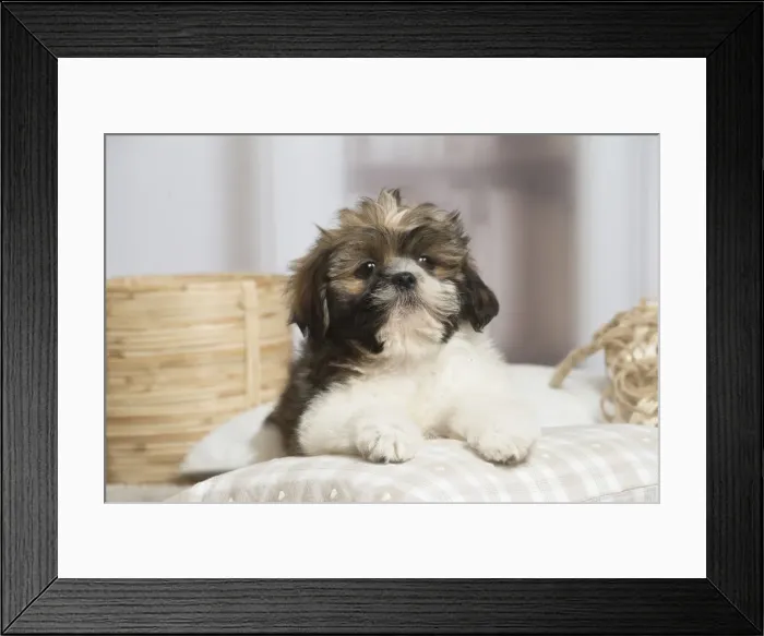 Framed Print : 13132232. Shih Tzu dog indoors Date