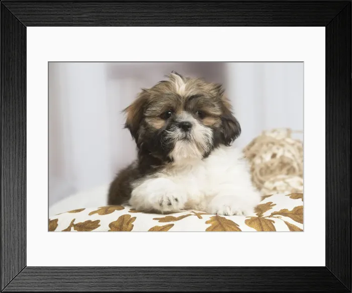 Framed Print : 13132233. Shih Tzu dog indoors Date Framed Print : 13132233. Shih Tzu dog indoors Date