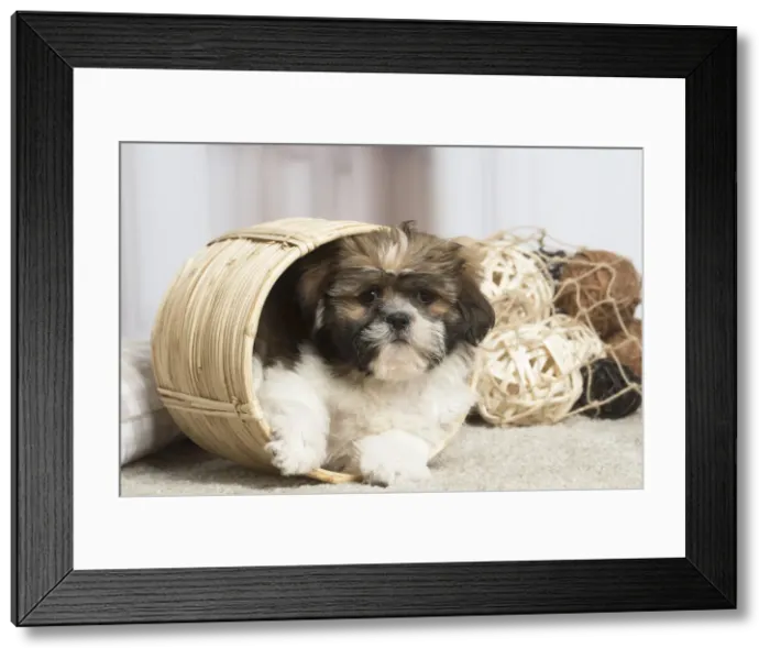 Framed Print : 13132231. Shih Tzu dog indoors Date Framed Print : 13132231. Shih Tzu dog indoors Date
