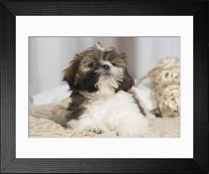 Framed Print : 13132234. Shih Tzu dog indoors Date Framed Print : 13132234. Shih Tzu dog indoors Date