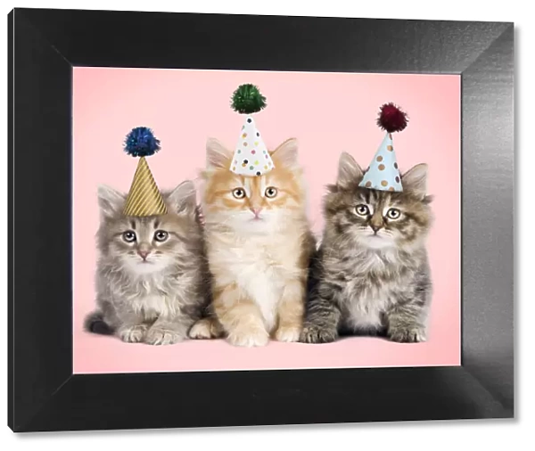 13132235. Siberian Cat, kittens wearing birthday party hats with pom poms Date
