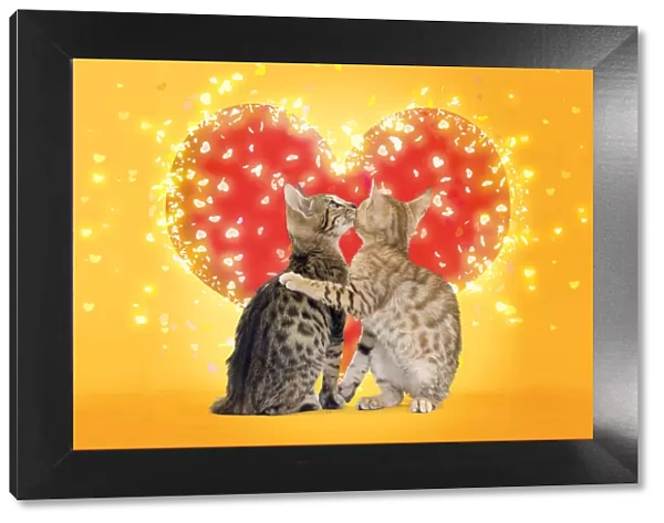 13132236. Bengal Cats kissing in front of red heart Date