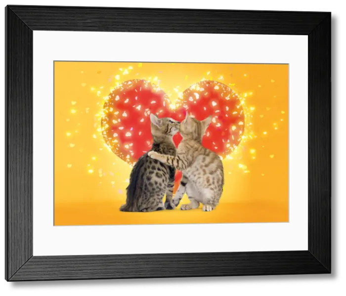 Framed Print : 13132236. Bengal Cats kissing in front of red heart Date Framed Print : 13132236. Bengal Cats kissing in front of red heart Date