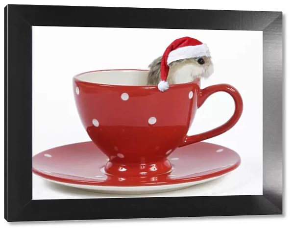 13132239. Roborovski Hamster - in tea cup wearing a red Christmas hat Date