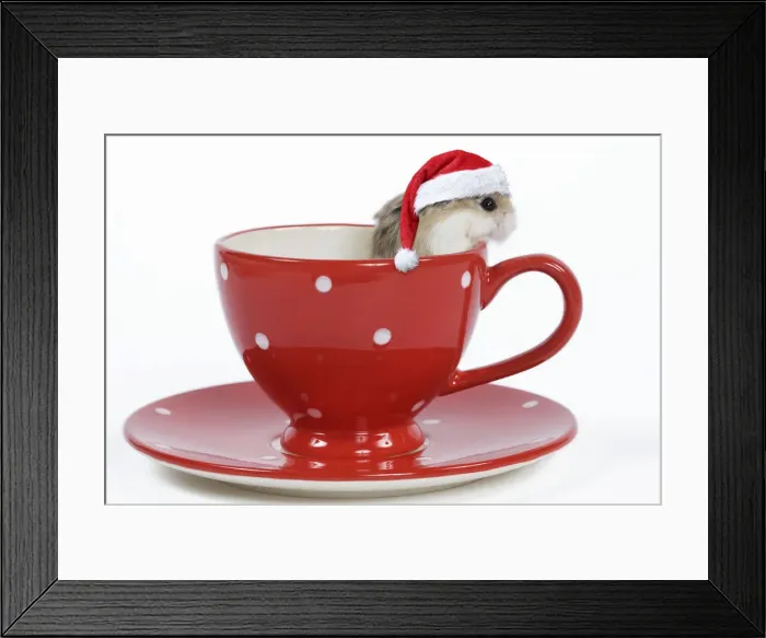 Framed Print : 13132239. Roborovski Hamster - in tea cup wearing a red Christmas hat Date Framed Print : 13132239. Roborovski Hamster - in tea cup wearing a red Christmas hat Date