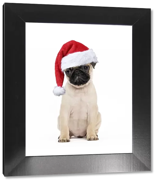 13132238. Pug Dog - puppy wearing a red Christmas hat Date