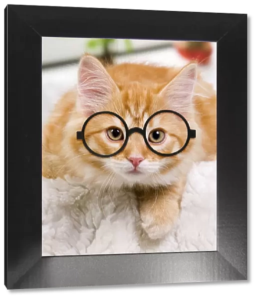 13132240. Siberian Cat wearing glasses Date
