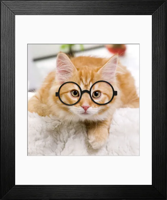 Framed Print : 13132240. Siberian Cat wearing glasses Date