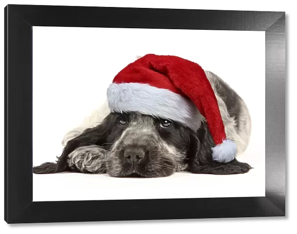 13132242. English Cocker Spaniel Dog, puppy wearing Christmas hat Date