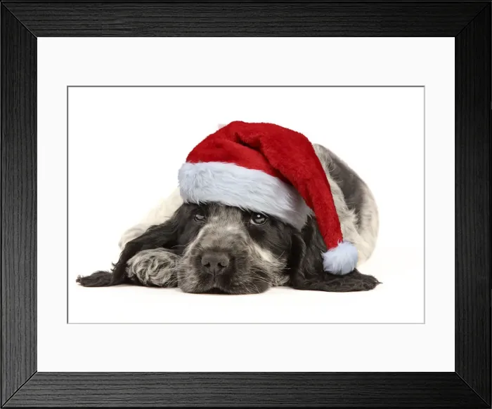 Framed Print : 13132242. English Cocker Spaniel Dog, puppy wearing Christmas hat Date