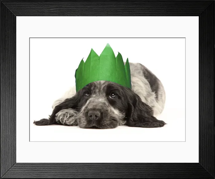 Framed Print : 13132241. English Cocker Spaniel Dog, puppy wearing Christmas party hat Date Framed Print : 13132241. English Cocker Spaniel Dog, puppy wearing Christmas party hat Date