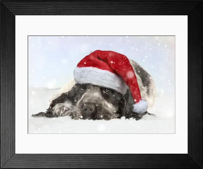 Framed Print : 13132243. English Cocker Spaniel Dog, puppy wearing Christmas hat in winter snow Date Framed Print : 13132243. English Cocker Spaniel Dog, puppy wearing Christmas hat in winter snow Date