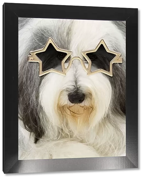 13132245. Dog - Bearded Collie wearing star glasses Date