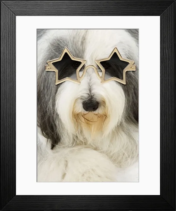 Framed Print : 13132245. Dog - Bearded Collie wearing star glasses Date Framed Print : 13132245. Dog - Bearded Collie wearing star glasses Date