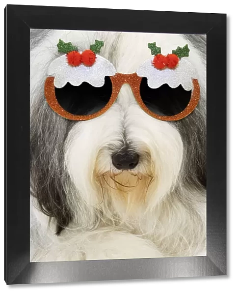 13132246. Dog - Bearded Collie wearing Christmas pudding glasses Date