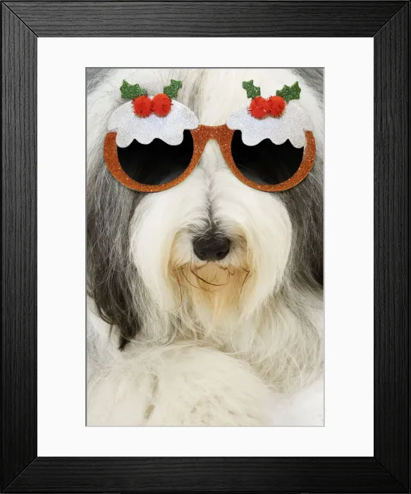Framed Print : 13132246. Dog - Bearded Collie wearing Christmas pudding glasses Date Framed Print : 13132246. Dog - Bearded Collie wearing Christmas pudding glasses Date