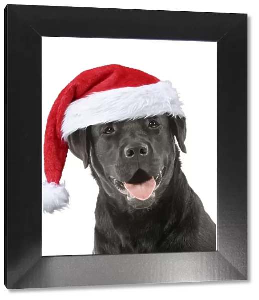 13132244. Dog - Black Labrador wearing a red Christmas hat Date