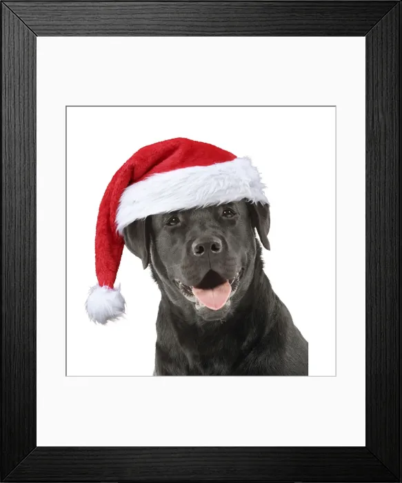 Framed Print : 13132244. Dog - Black Labrador wearing a red Christmas hat Date
