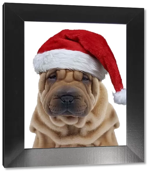 13132248. Dog - Shar Pei puppy wearing Christmas hat Date