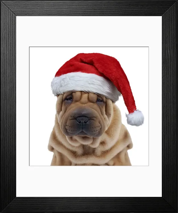 Framed Print : 13132248. Dog - Shar Pei puppy wearing Christmas hat Date Framed Print : 13132248. Dog - Shar Pei puppy wearing Christmas hat Date