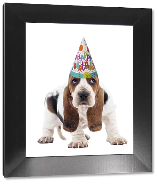 13132249. Dog - Basset Hound puppy wearing happy birthday party hat Date