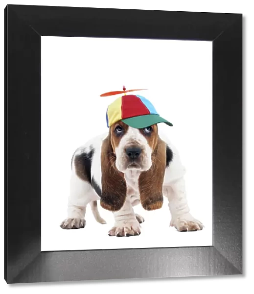 13132250. Dog - Basset Hound puppy wearing comedy propeller baseball cap Date
