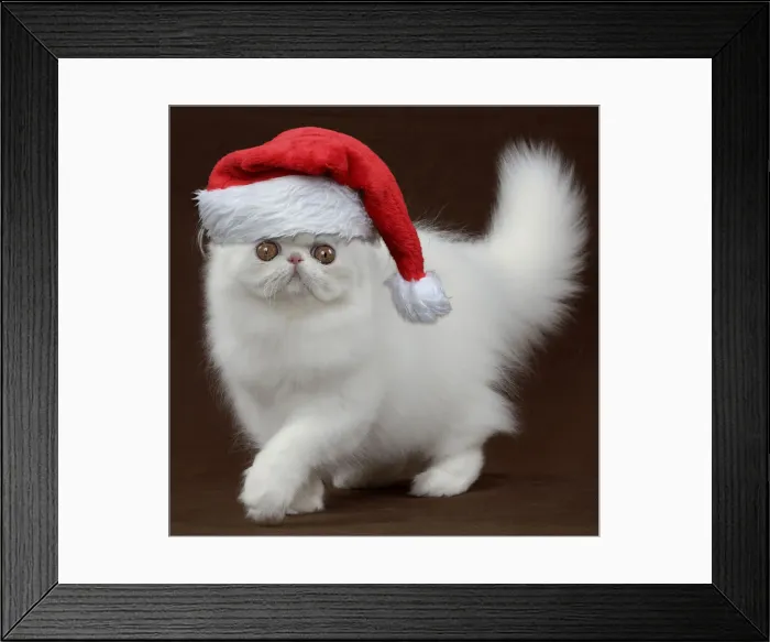 Framed Print : 13132251. Persian Cat, Kitten wearing Christmas hat Date Framed Print : 13132251. Persian Cat, Kitten wearing Christmas hat Date