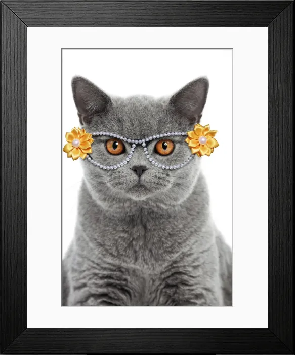 Framed Print : 13132252. Blue British Shorthair Cat, 6 months old wearing glasses Date Framed Print : 13132252. Blue British Shorthair Cat, 6 months old wearing glasses Date