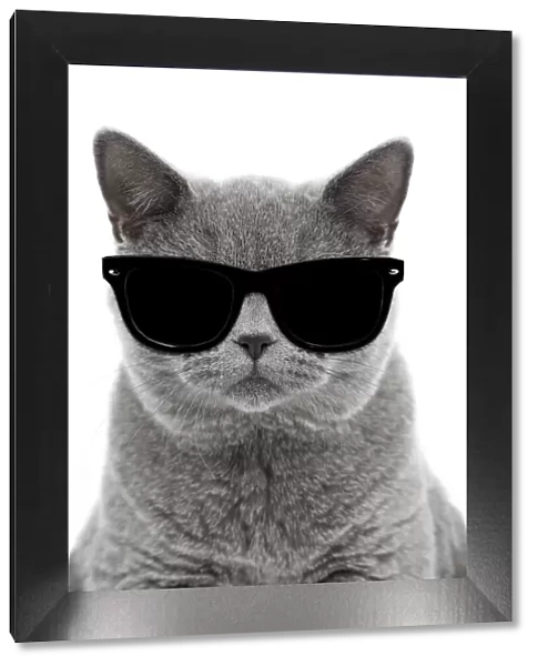 13132253. Blue British Shorthair Cat, 6 months old wearing sunglasses Date