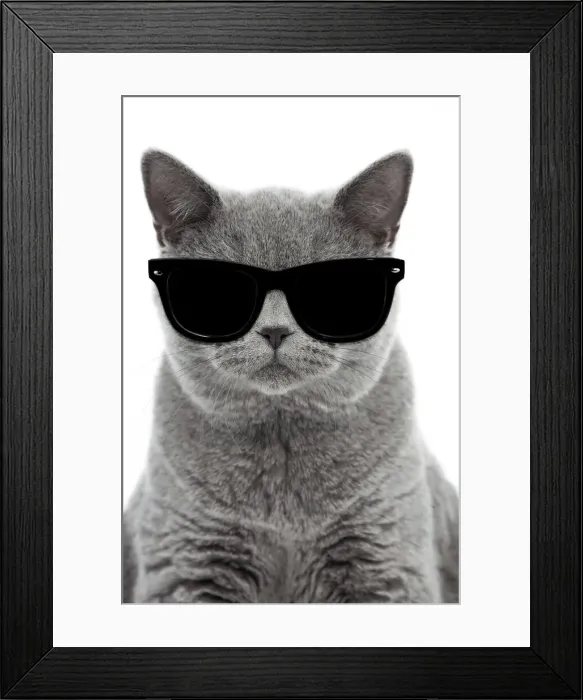 Framed Print : 13132253. Blue British Shorthair Cat, 6 months old wearing sunglasses Date Framed Print : 13132253. Blue British Shorthair Cat, 6 months old wearing sunglasses Date