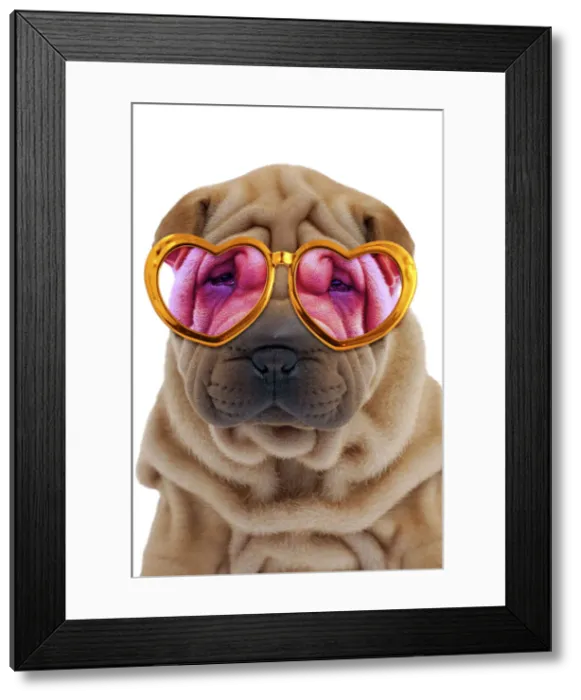 Framed Print : 13132247. Dog - Shar Pei puppy wearing pink and gold heart-shaped glasses Date Framed Print : 13132247. Dog - Shar Pei puppy wearing pink and gold heart-shaped glasses Date