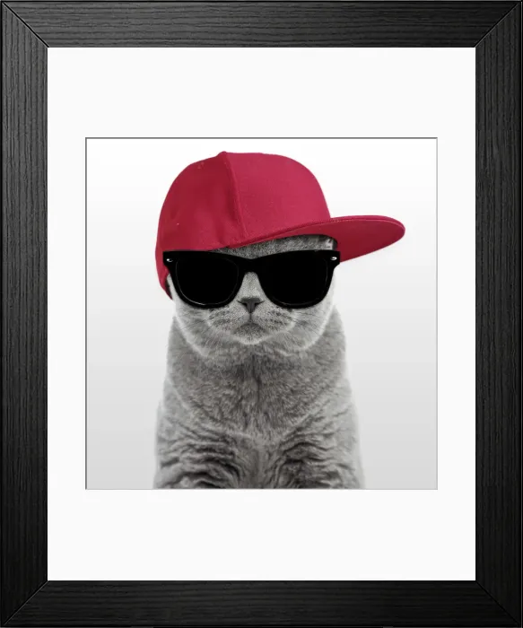 Framed Print : 13132254. Blue British Shorthair Cat, 6 months old wearing sunglasses Framed Print : 13132254. Blue British Shorthair Cat, 6 months old wearing sunglasses