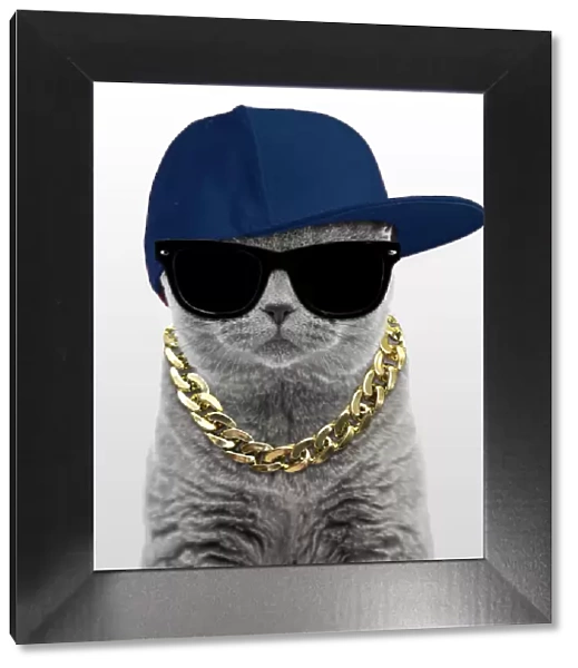 13132255. Blue British Shorthair Cat, 6 months old wearing sunglasses, baseball cap