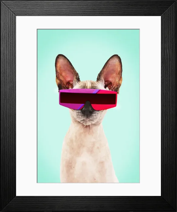 Framed Print : 13132256. Sphynx Cat, wearing futuristic sunglasses Date Framed Print : 13132256. Sphynx Cat, wearing futuristic sunglasses Date