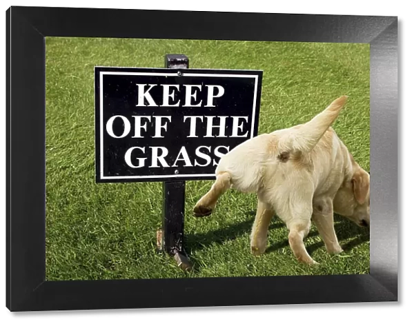 13132258. Keep off the grass warning sign with a dog peeing on it Date