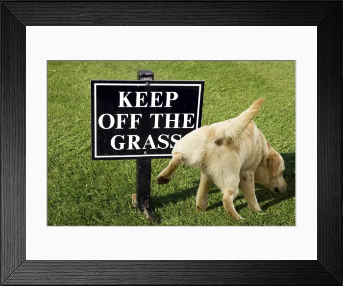 Framed Print : 13132258. Keep off the grass warning sign with a dog peeing on it Date Framed Print : 13132258. Keep off the grass warning sign with a dog peeing on it Date
